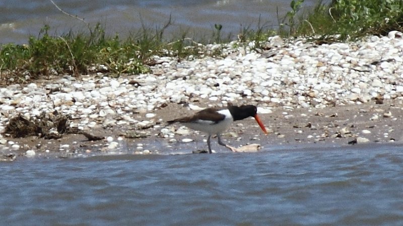 American Oystercatcher High Island_2010_04_24_3827.JPG